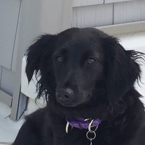 Meet your Posher, Misty